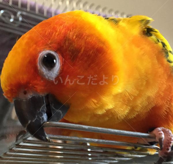 迷い鳥の写真