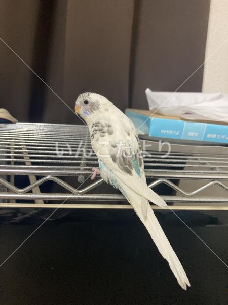 保護鳥の写真