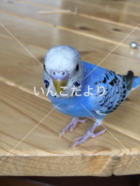 保護鳥の写真