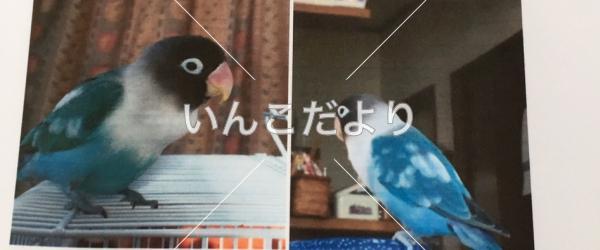 迷い鳥の写真