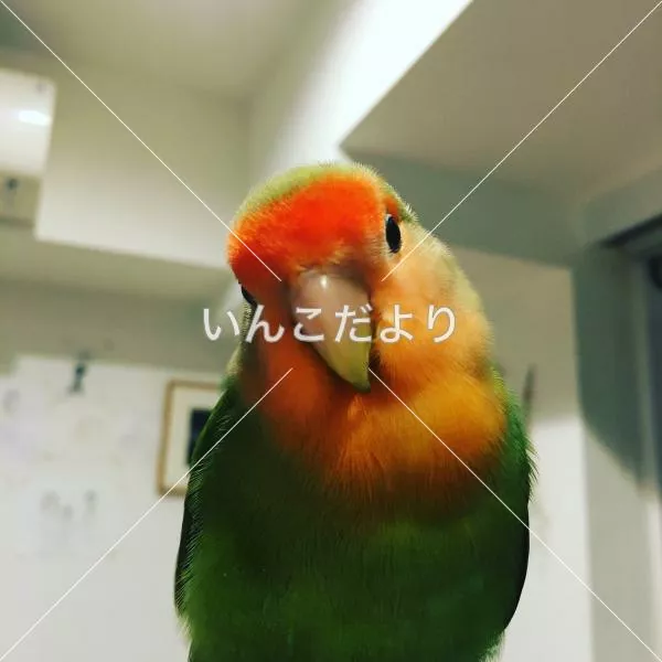 迷い鳥の写真