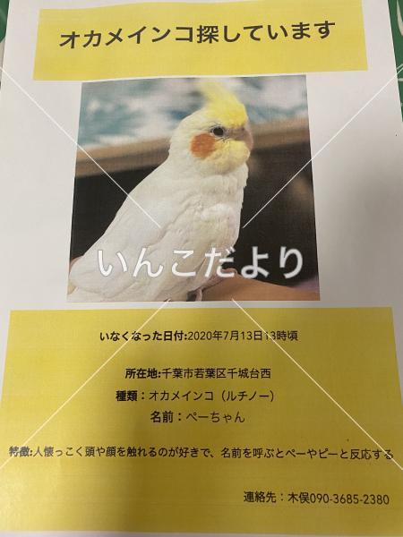 迷い鳥の写真