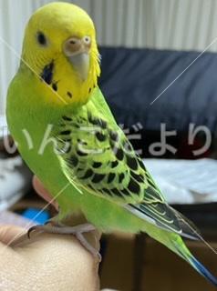 迷い鳥の写真