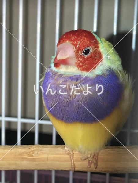 迷い鳥の写真