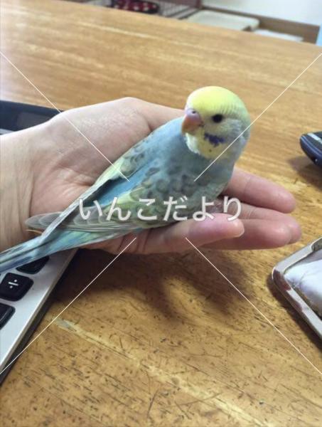 迷い鳥の写真