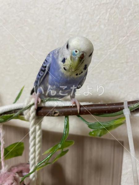 迷い鳥の写真