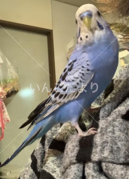保護鳥の写真
