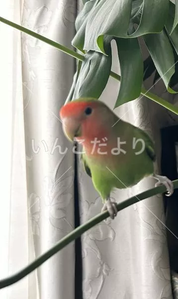 保護鳥の写真