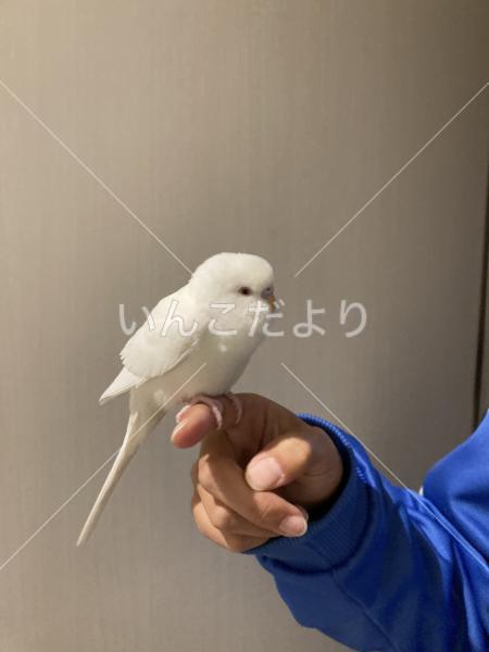 保護鳥の写真