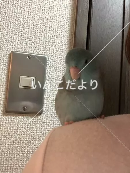 迷い鳥の写真