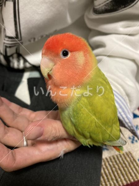 迷い鳥の写真