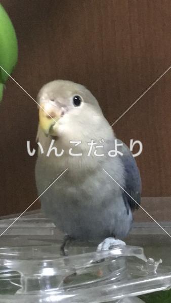 迷い鳥の写真
