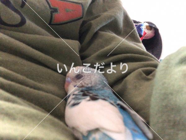 迷い鳥の写真