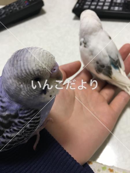 迷い鳥の写真