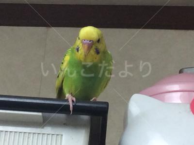 迷い鳥の写真