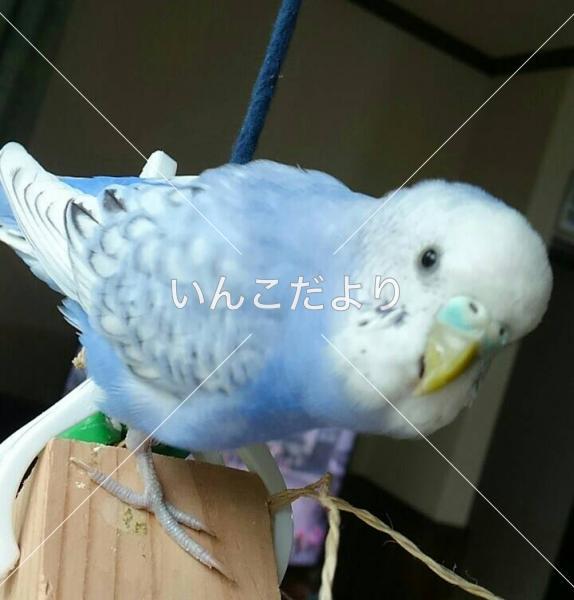 迷い鳥の写真