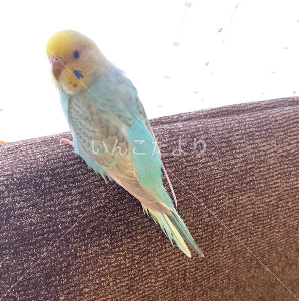 迷い鳥の写真
