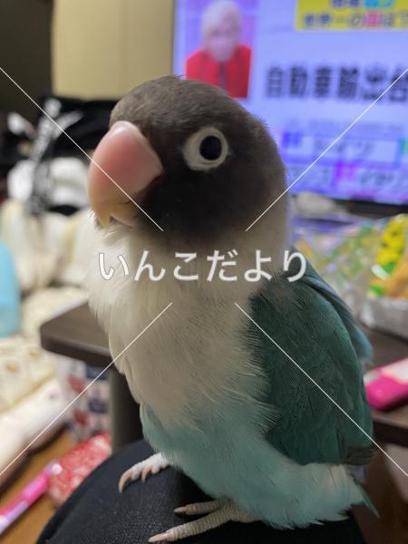 迷い鳥の写真