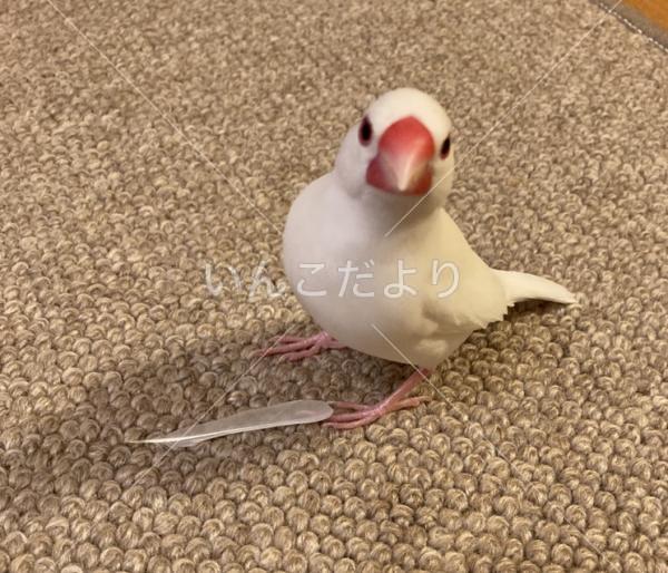 迷い鳥の写真