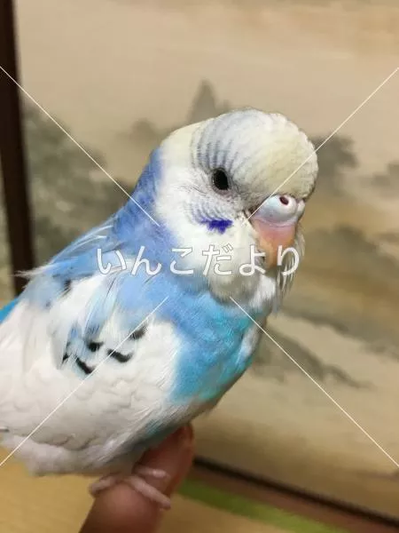 保護鳥の写真