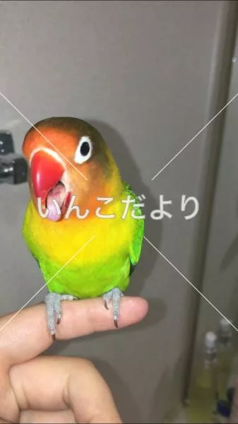 迷い鳥の写真