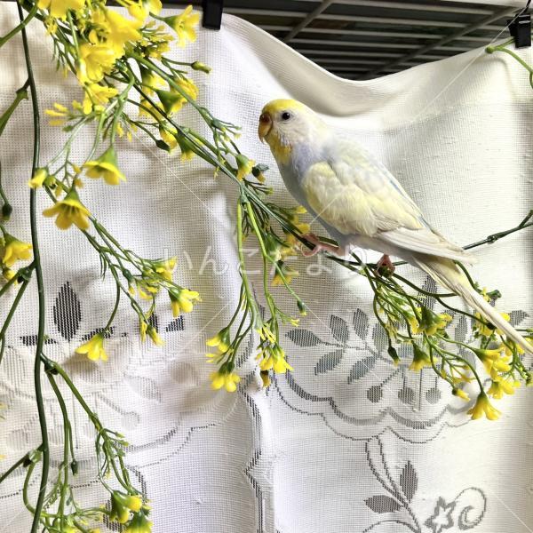迷い鳥の写真