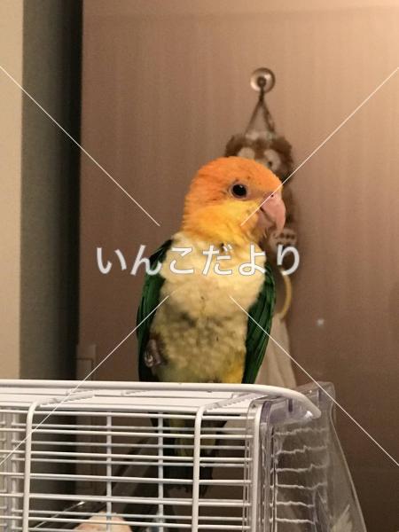 迷い鳥の写真