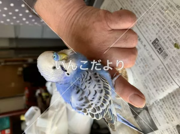 保護鳥の写真