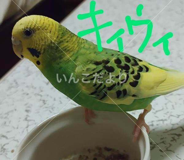迷い鳥の写真