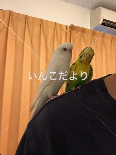 迷い鳥の写真