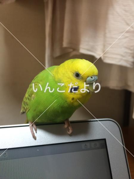 迷い鳥の写真