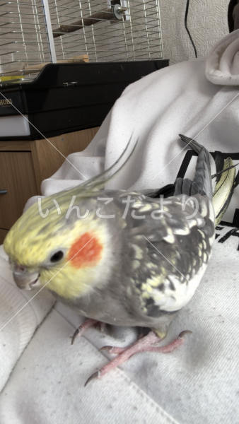 迷い鳥の写真