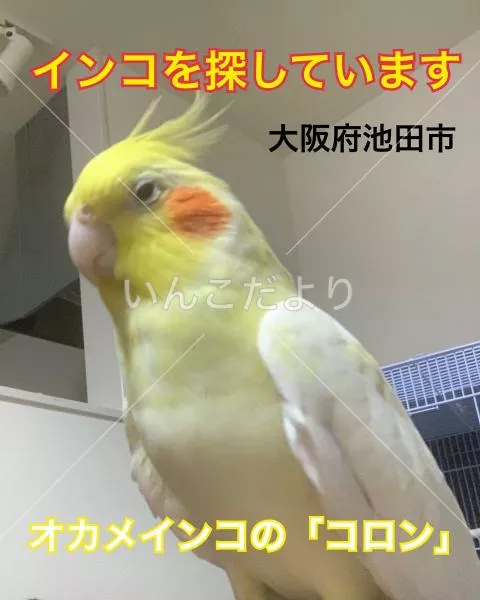 迷い鳥の写真
