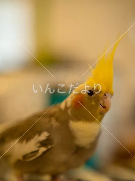 迷い鳥の写真