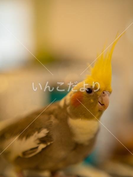 迷い鳥の写真
