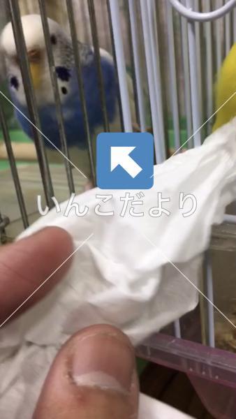 迷い鳥の写真