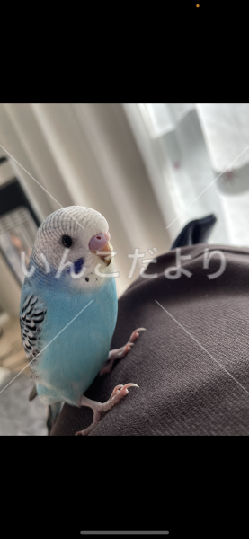 迷い鳥の写真