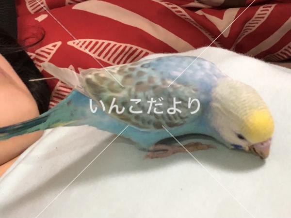 迷い鳥の写真
