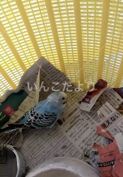 保護鳥の写真