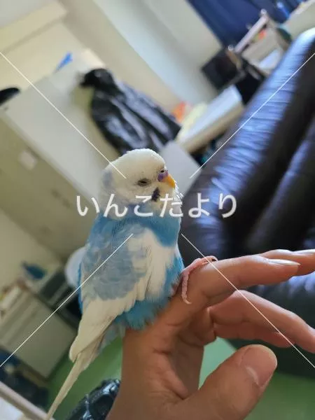 保護鳥の写真