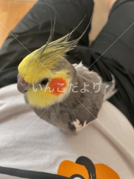 迷い鳥の写真