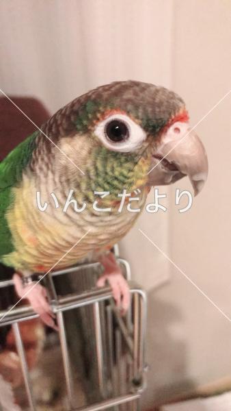 迷い鳥の写真