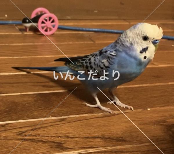 迷い鳥の写真