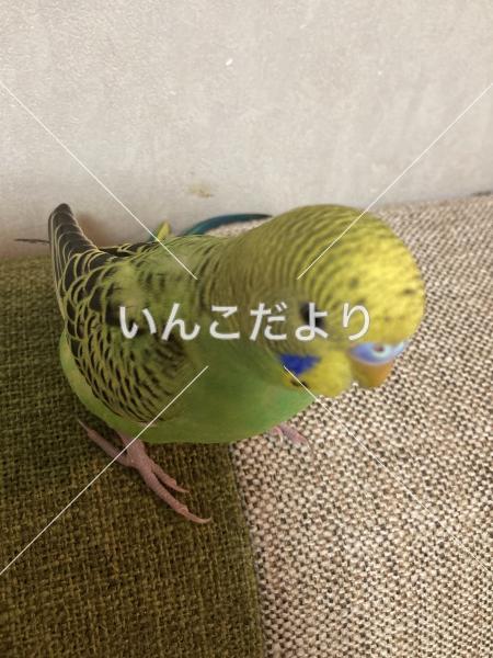 迷い鳥の写真