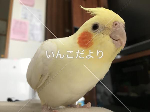 迷い鳥の写真