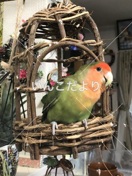 迷い鳥の写真