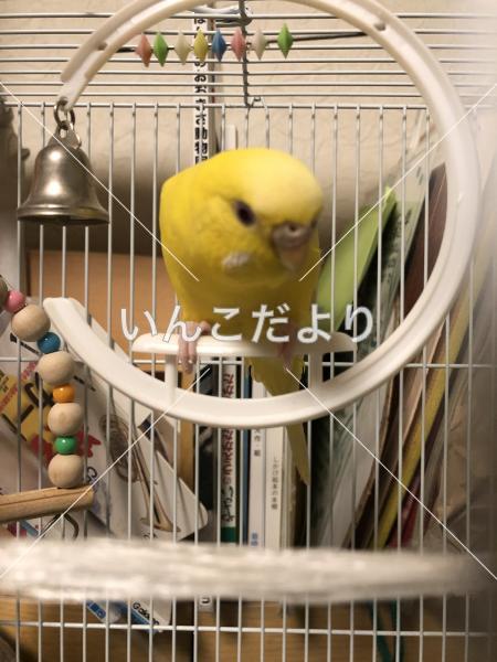迷い鳥の写真