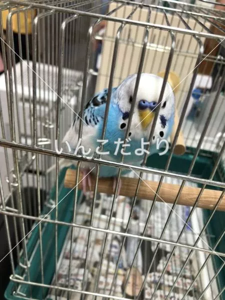 保護鳥の写真