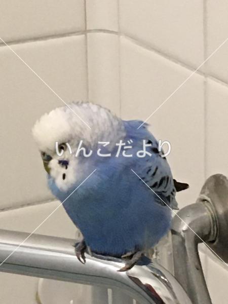 保護鳥の写真