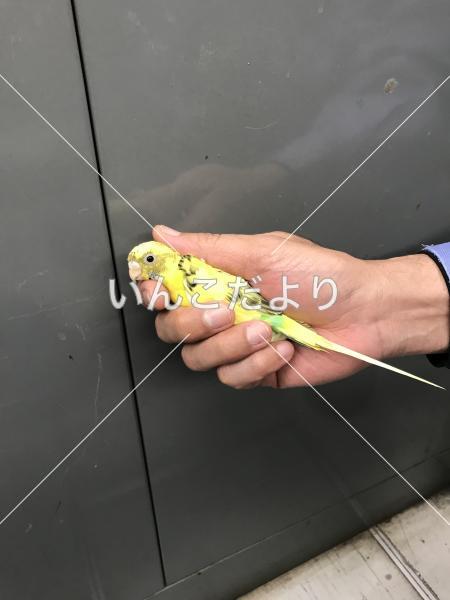 保護鳥の写真